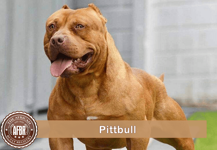pitbull